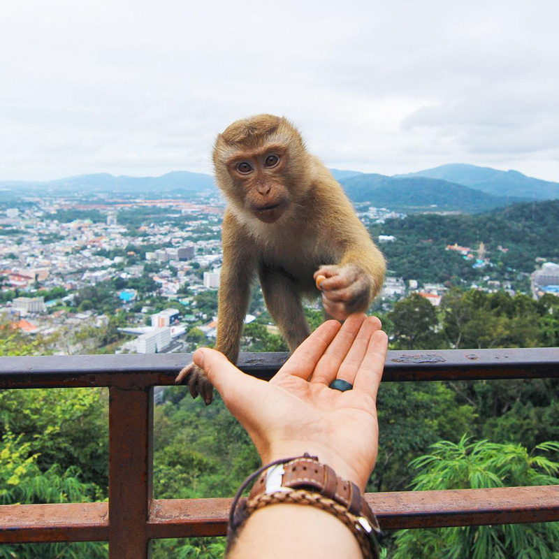 monkey tour phuket